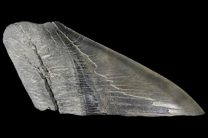 Partial Fossil Megalodon Tooth - Serrated Blade #89454